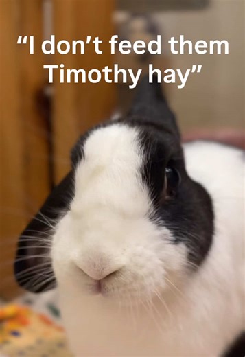 Valid crash out 😩 💡Unlimited timothy hay 🌱 should be your rabbit’s main diet because it keeps their teeth worn down and their digestion moving, this is the #1 way to prevent dental disease and GI stasis. Pellets are only 5% of the diet since they’re calorie-dense and too much can cause obesity and serious gut problems. #rabbit #rabbitcare #rabbittok #fyp