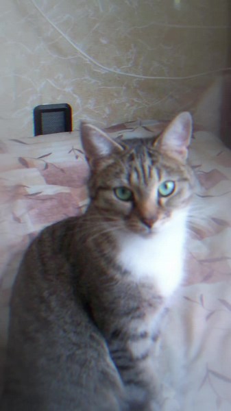 vitas723 (@vitas723)’s videos with original sound - vitas723