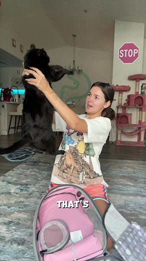DIY Cat Backpack Walk | Funny Cats Video