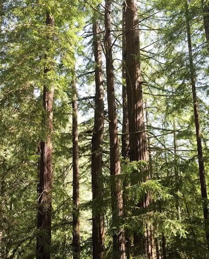 2.7K views · 38 reactions | The weekend is almost here! Come celebrate with us on the Santa Cruz Beach Train or the Redwood Forest Steam Train. Both trains will be running this Saturday, Sunday, and Monday. After your ride, enjoy live music, kids club activities, and family fun in the Town of Roaring Camp. Buy tickets: https://roaringcamp.com/ | Roaring Camp Railroads | Facebook