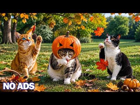 12 Hours of Calming Cat Music 🐈 Comforting Melodies🍂Stress Relief & Restful Sleep