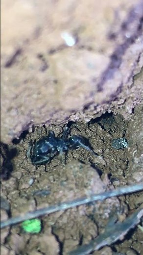 Black Ant Emerging from the Ground