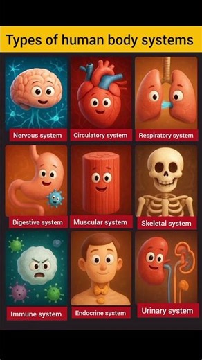 Types of human body systems