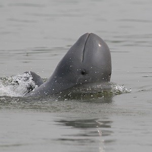 Ver Species 4 Online Gratis