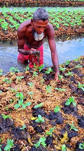 Village Farming Technique for Plant Support #fblifestyletyle #shortsreels #vairal #traditional #tecnique #farming | Abir Vlog