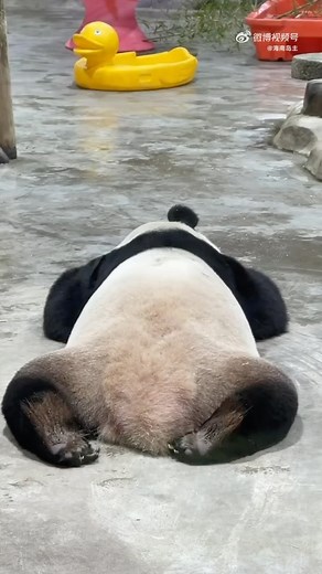 pandafan on Instagram: "Come and listen to LingYan灵岩 snoring...🤣 #熊猫 #panda #pandabear"