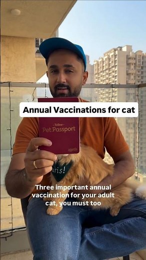 🙏 Imp Vaccinations for your cat #cathealth #catvaccination #catvideos