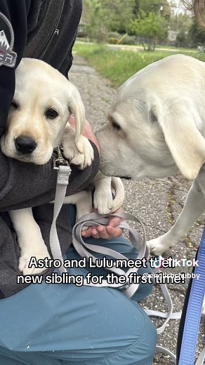 any puppy name suggestions? she’s a girl 🧒 We were thinking of naming her Nova, Winter, Butter, or waffles #labrador #puppy #8weeksoldpuppy