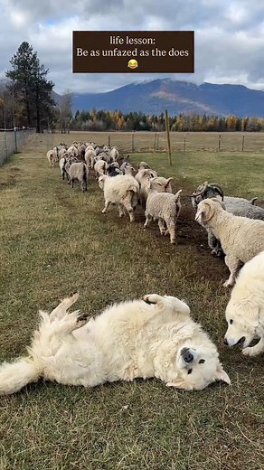 9.1K views · 322 reactions | The does are so used to the polar bears’...