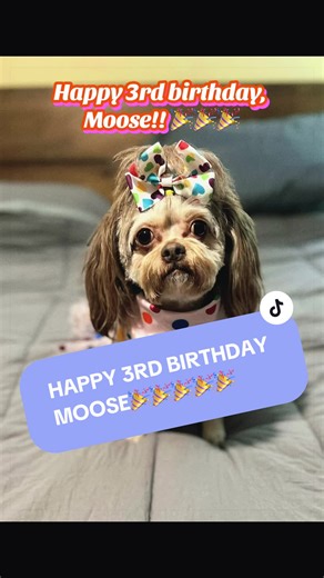 Happy 3rd birthday, Moose🎉🎉🎉 #mooseandnoodle #ShihChi #Moose #happybirthdaytome