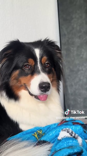 Nina und Bubble 🐾 (@bubble.the.aussie)’s videos with Originalton - Nina und Bubble 🐾