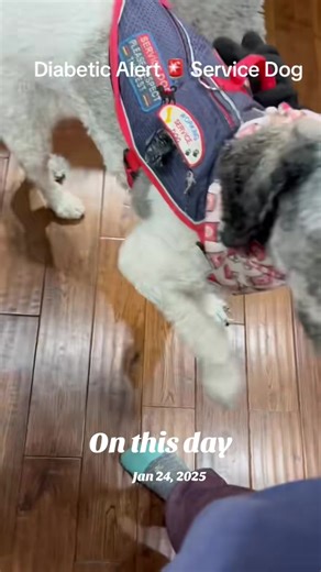 Daily Diabetes Management with Service Dogs