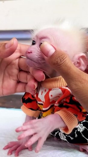 Caring for a Newborn Hairless Rodent: A Gentle Moment