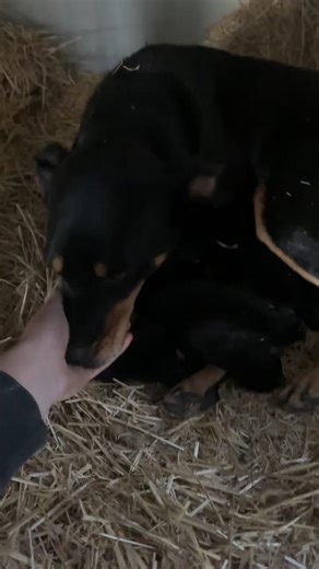 119K views · 2.3K reactions | The beautiful Stanford Taylor has whelped 8 healthy pups by Applejack Snow殺 5 girls, 3 boys | Shakobe Kelpies | Facebook
