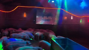 Who said disco music doesn’t work on pigs? 🕺🐷 Turns out, pigs at a farm chill out just fine with some disco beats. #discofarm #happypigs | Shanghai Daily 上海日报