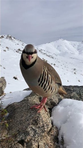 Wild Partridge in Winter Silence