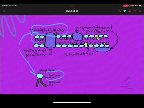 Cell membrane structure ( phospholipid layer)