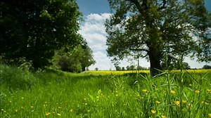 Free Environment Videos: 4K & HD | No Watermark | Download Now