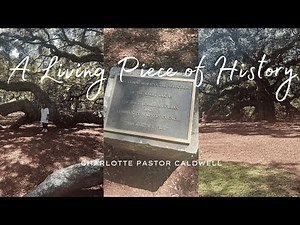 Visiting the Angel Oak Tree in Charleston | History, Beauty & Meaning