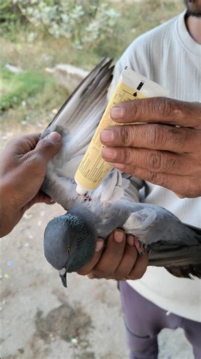 🙏help animal🙏 #animalrescue #wildliferescue