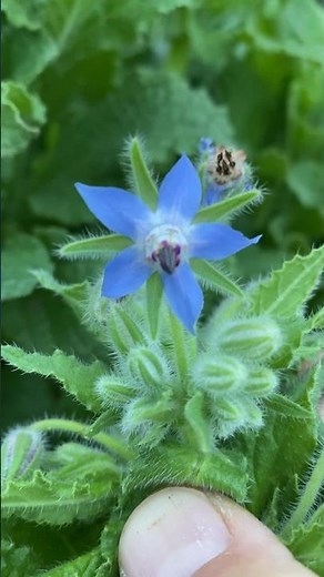 The Benefits and Uses of Borage!