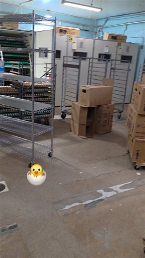 94K views · 1.2K reactions | Setting hatching eggs at Cackle Hatchery. #cacklehatchery #hatchingeggs #babychicks #incubator #ChickSeason #chickenbreeds | Cackle Hatchery | Facebook