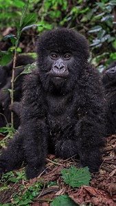What Is The Age Limit For Gorilla Habituation? The minimum age for gorilla habituation is 15 years. At this age, individuals have the fitness to endure forest conditions and can follow habituation rules effectively. Their composure enhances the experience, ensuring a safe and immersive encounter with gorillas. #GorillaHabituation #GorillaTrekking #WildlifeExperience #UgandaSafaris #RwandaGorillas #PrimateTracking #AdventureTravel #WildlifeConservation #BucketListTravel #exploreafrica | Jerry Adr