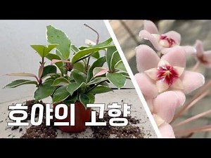 Why Your Hoya Won't Grow the Way You Want: Understanding Hoyas Through Their Origins