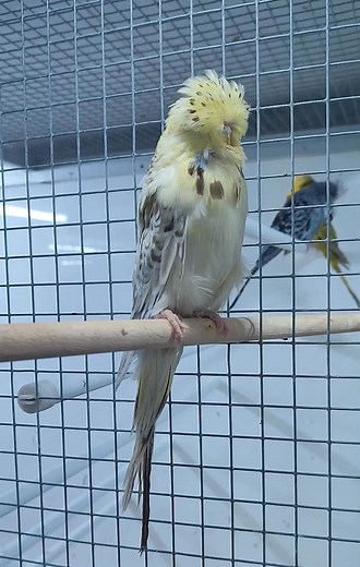 This week I was asked a genuine question: What should I do with all my flecked birds? My answer was simple—keep the good ones and move on the rest. When dealing with flecking, pair your flecked birds to clean-headed, non-flecked partners. This approach can help reduce the issue by roughly 50%. Never pair flecked to flecked, as this can strengthen the fault and risk turning it into a dominant problem within your line. Another option is to pair flecked birds into Albino or Lutino lines, where the 