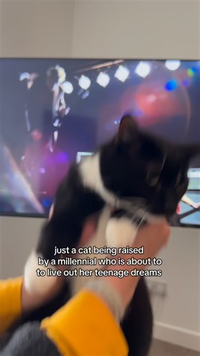 She’s a little excited for Busted vs McFly today…and apparently I’m supposed to be excited too 😹 @busted @mcflymusic . . . . #tuxedocat #catlover #catsofinstagram #dancingcat #bustedvsmcfly #millenialmom #catmom #funnycat | Harvey the Tux