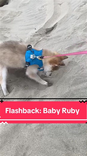 Ruby's First Beach Adventure: A Pomsky Puppy Flashback