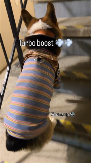 Yoshi & Oso 🇲🇽 | Him farting while going up the stairs was diabolical 🤣🤣🤣🤣 #turbo #funny #corgi #petreels | Instagram