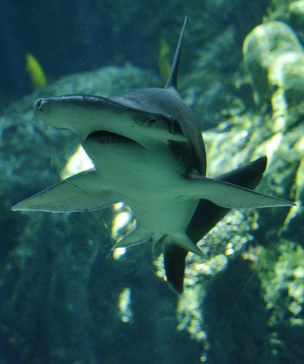Vegetarian Sharks? Scientists Discovered Bonnethead Sharks Can Survive On A 90 Percent Seagrass Diet