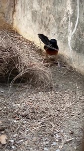 My female Murai Batu is busy preparing her nest for the next breeding cycle. She carefully arranges every piece of material, showing how amazing their natural instincts are. Can’t wait to see the next generation! #birds #birdlife #birdwatching #animals #breeder #pets #aves #pássaros #pajaros | Nidavid Breeder