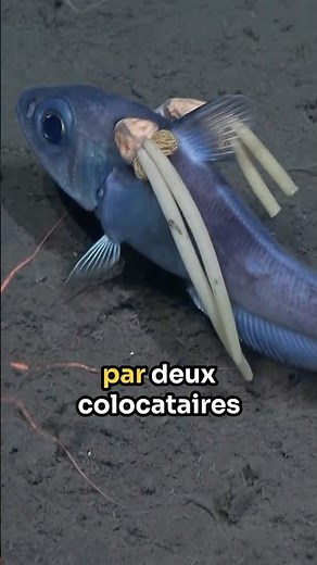 A creepy… but reassuring parasitic cnidarian! #ocean #parasites #biodiversity #fish #science