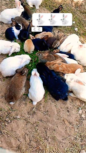 cute and smile 🐇 🐇 reaction and rabbit eating the carrot #rabits #youtube #bunny #cute #rabbit