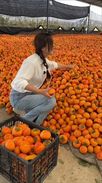 Do you know the name of this fruit? How does it taste? 🤔 Orange Persimmon Fruit