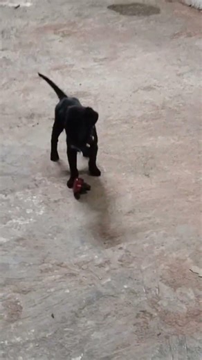 black retriever labra||🐕 Misty ki tabiyat kharab||labra Indian breed||dog lover||dog Care||