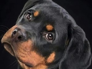 防暴犬有几种