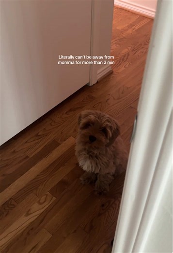 Crying incessantly and shoving his paws under the door 😭