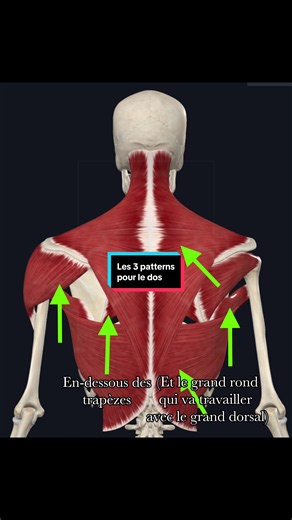 Les 3 patterns pour le dos – séance hypertrophie dos