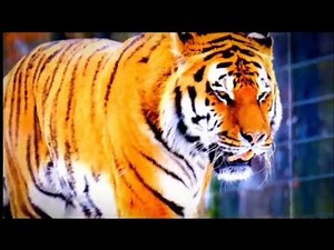 Wildlife Discovery - TIGER SERIES Part 3. #tiger #documentary #animals