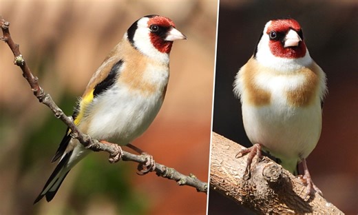 Tengelicfészek a kert végében: tudod, mit kell tenned és mi az, amit nem szabad?