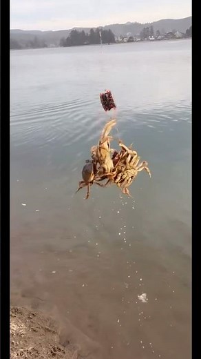 Shore Crabbing Lesson | How to reel in Crabs using a Crab Snare | #crabbing #outdoors #fishing 12.06