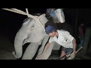 Elephant training part3