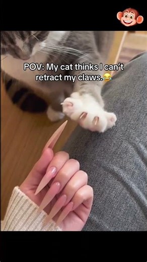 😂 Laugh Attack: Cat Edition 🐱 ..............[268]