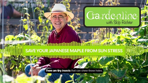 JAPANESE MAPLES are such beautiful trees, but they can be finicky! 🍁 Just helped a caller from Alabama diagnose some leaf issues on his wife's prized maples. The key? WATER! These beauties, especially the delicate thread-leaf varieties, will show stress quickly if they dry out. The broader-leafed types like Bloodgood are more forgiving, but consistent moisture is still crucial.⁣ ⁣ Remember - they don't want to be in a swamp, but never let them get thirsty! And if you see little holes in leaves 