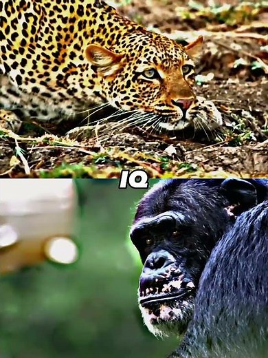 Leopard vs Chimp #viral #animals #1vs1 #1v1 #chimpanzee #leopard