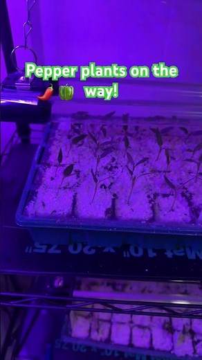 How to Grow Peppers in a Greenhouse: 2026 Planting Guide