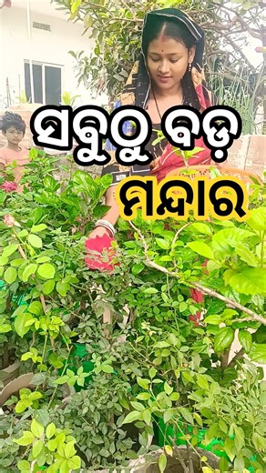 ସବୁଠୁ ବଡ଼ ମନ୍ଦାର //Big Hibiscus Flower Harvesting #𒆜foryou ‪@namitaskitchengarden9693‬